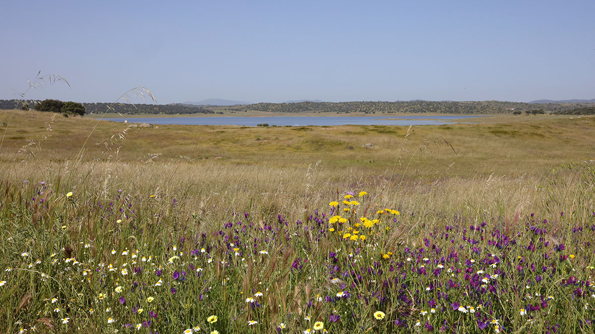 Embalse de 
Alcollarin